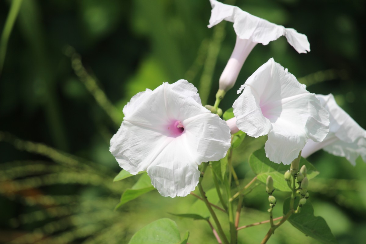 Ipomoea carnea Jacq.